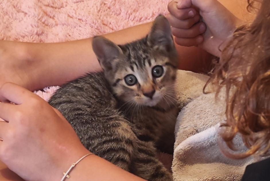 Alerta de Hallazgo Gato Macho , Entre 1 y 3 meses Bastia Francia