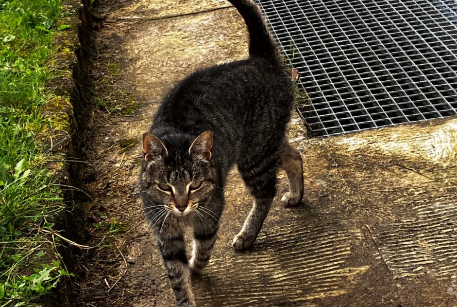 Alerta de Hallazgo Gato  Hembra Pluvigner Francia