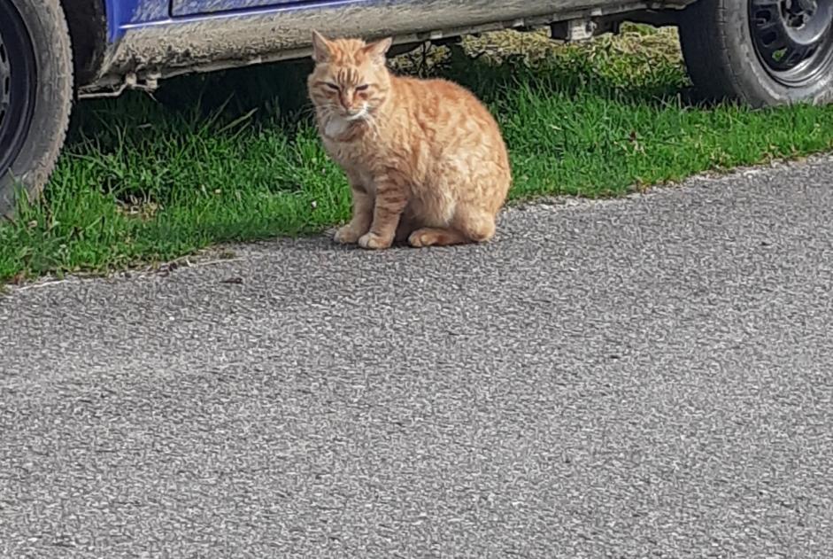 Alerta de Hallazgo Gato Desconocido Plouay Francia