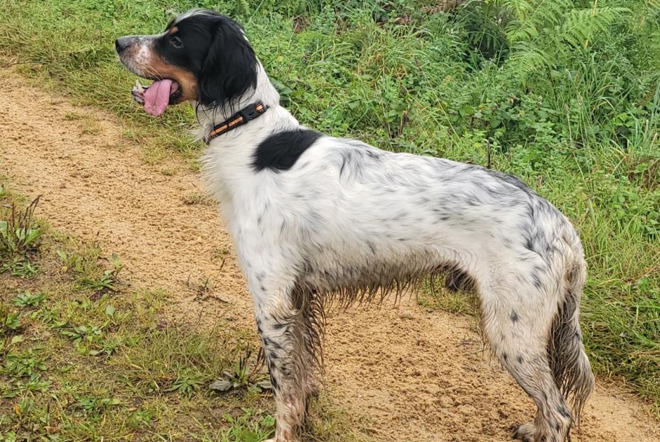 Verdwijningsalarm Hond  Mannetje , 2 jaar Arcisses Frankrijk