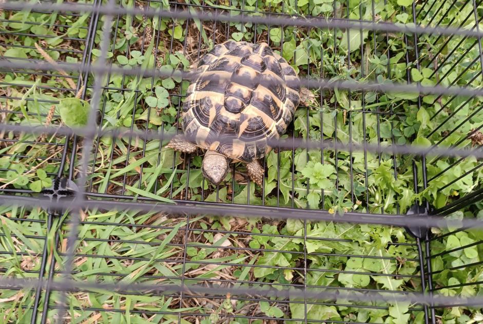 Ontdekkingsalarm Schildpad Onbekend Martigné-sur-Mayenne Frankrijk