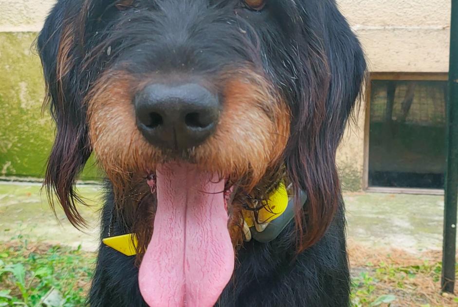 Alerta descoberta Cão  Macho Moulon France