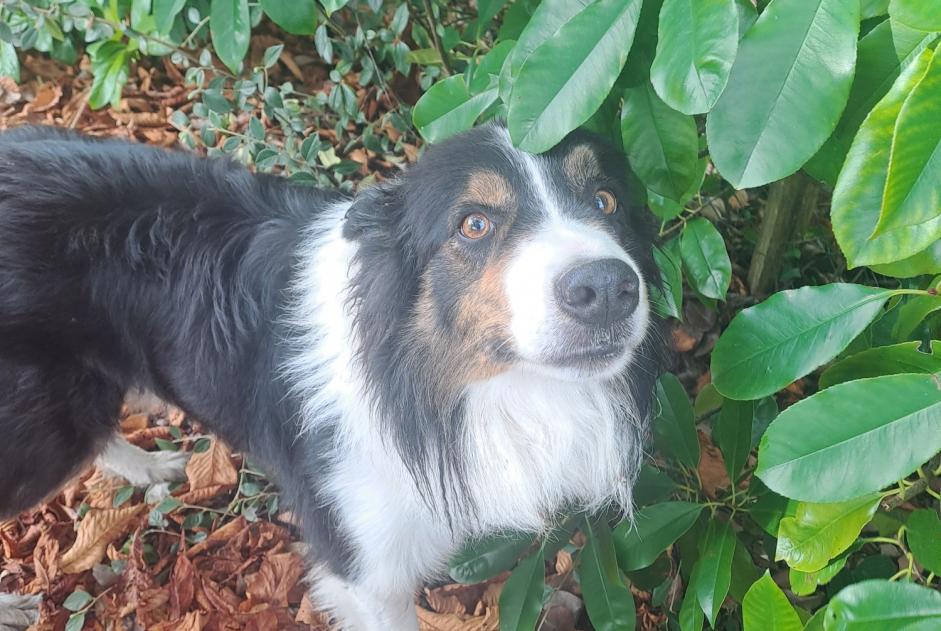 Alerta descoberta Cão  Macho Le Nizan France