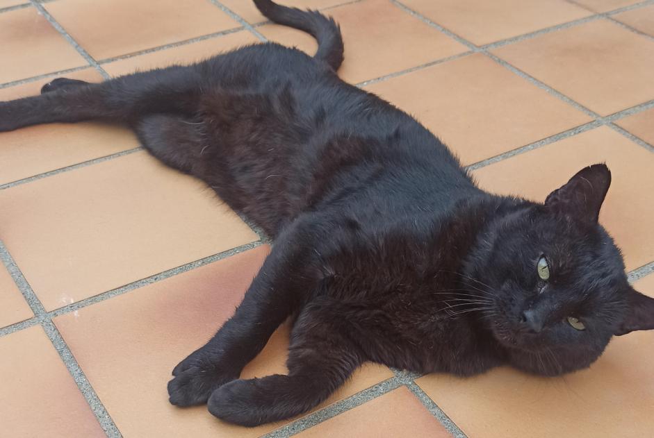 Alerta descoberta Gato  Macho Cabestany France