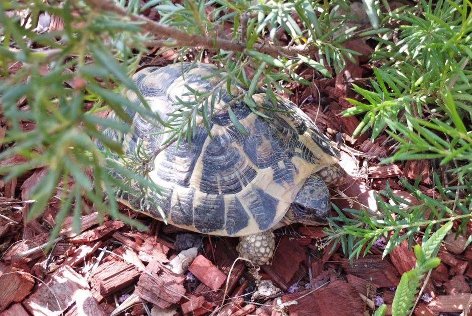 Alerta descoberta Tartaruga Desconhecido Trouillas France